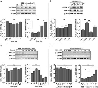 Listeriolysin O Pore-Forming Activity Is Required for ERK1/2 Phosphorylation During Listeria monocytogenes Infection